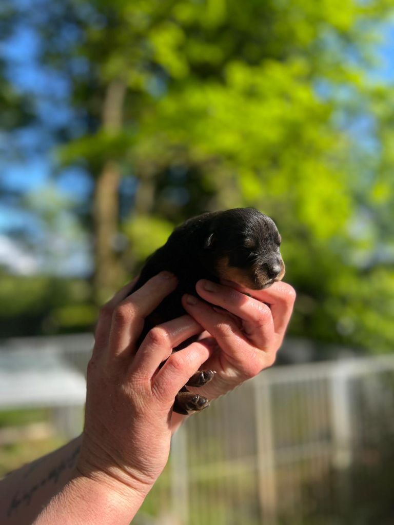 Des Princes De L'albinol - Chiots disponibles - Rottweiler