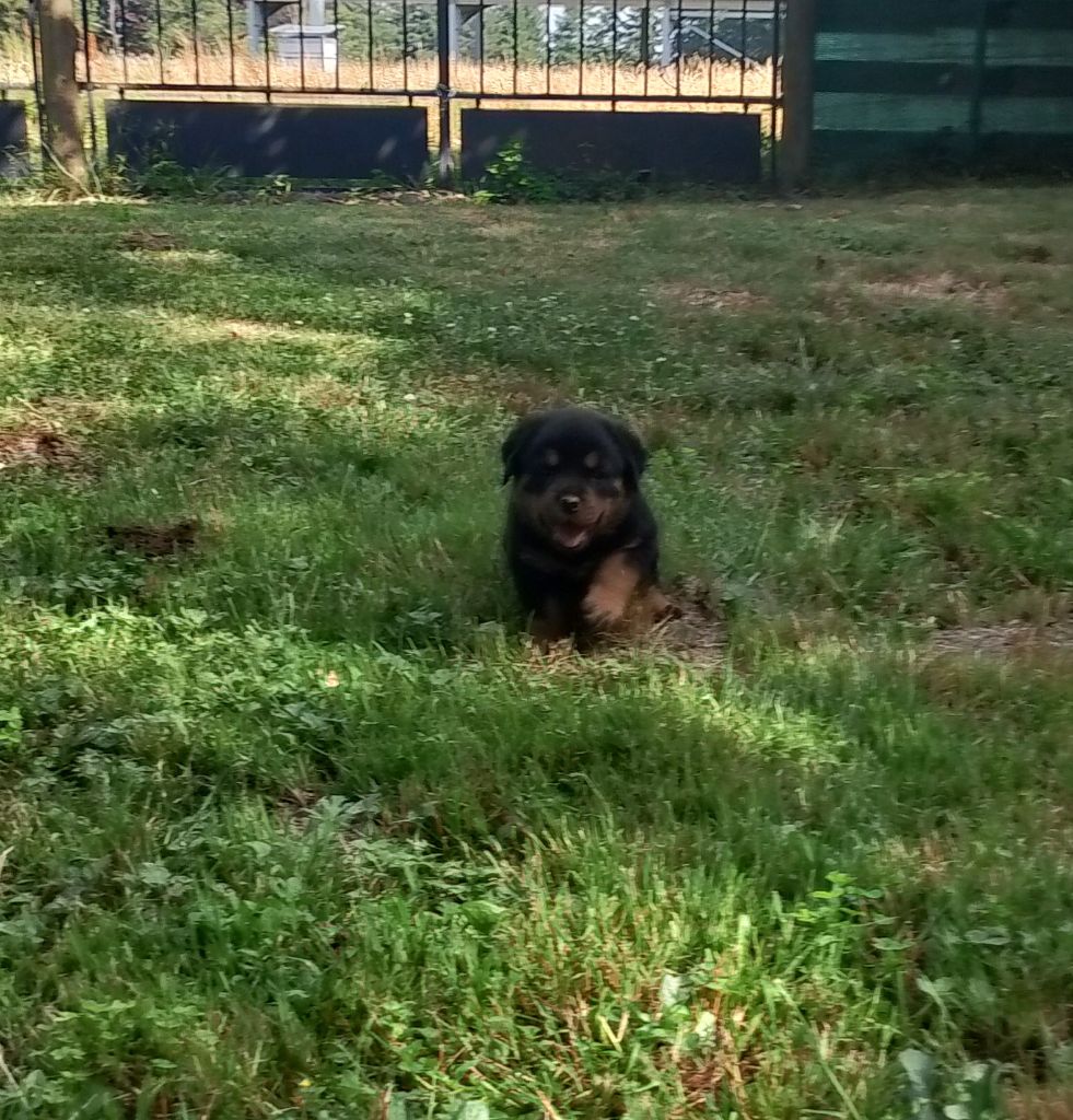 Des Princes De L'albinol - Chiots disponibles - Rottweiler