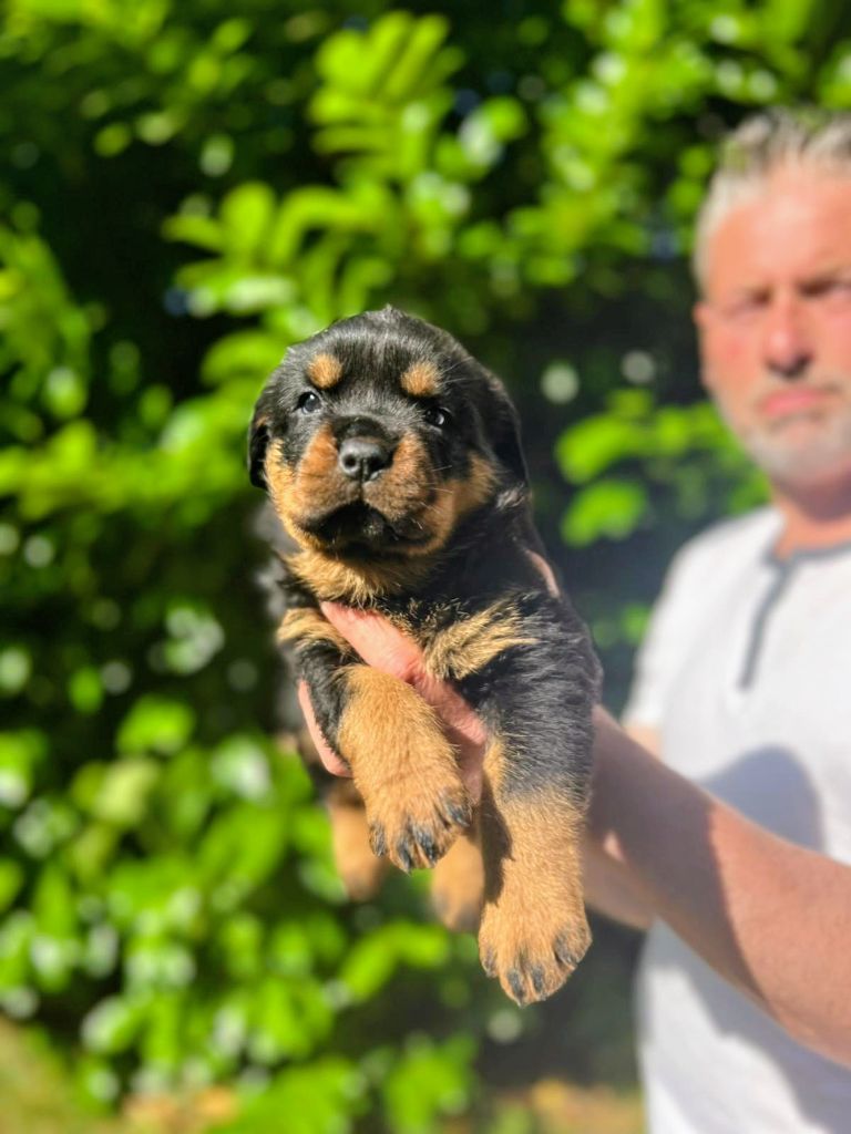 Des Princes De L'albinol - Chiots disponibles - Rottweiler