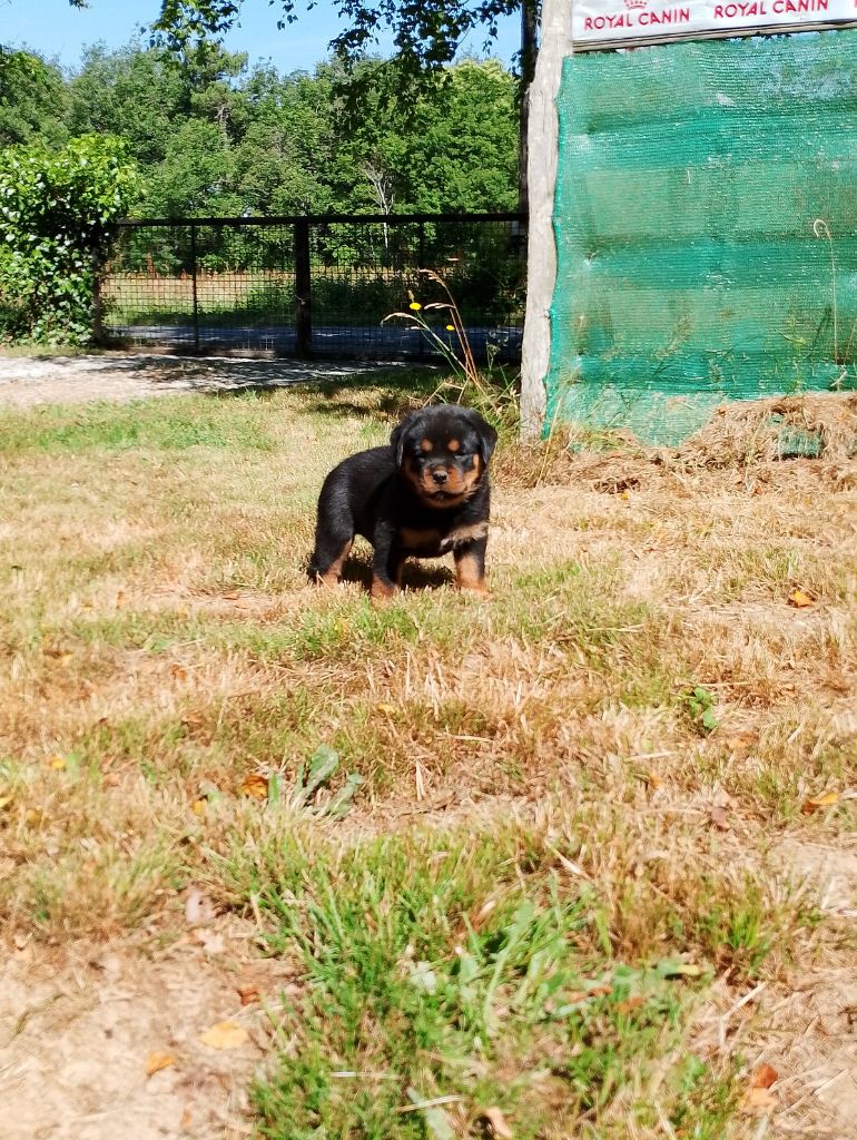 Des Princes De L'albinol - Chiots disponibles - Rottweiler