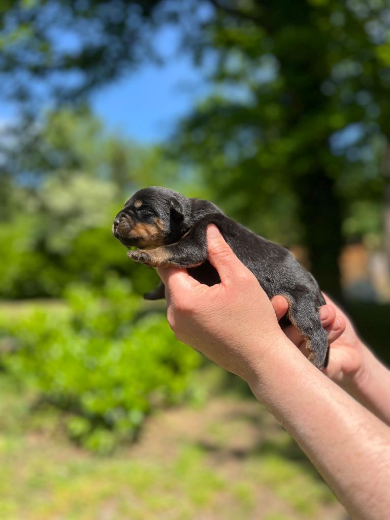 Des Princes De L'albinol - Chiots disponibles - Rottweiler