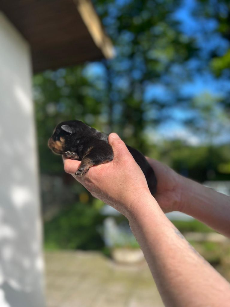 Des Princes De L'albinol - Chiots disponibles - Rottweiler