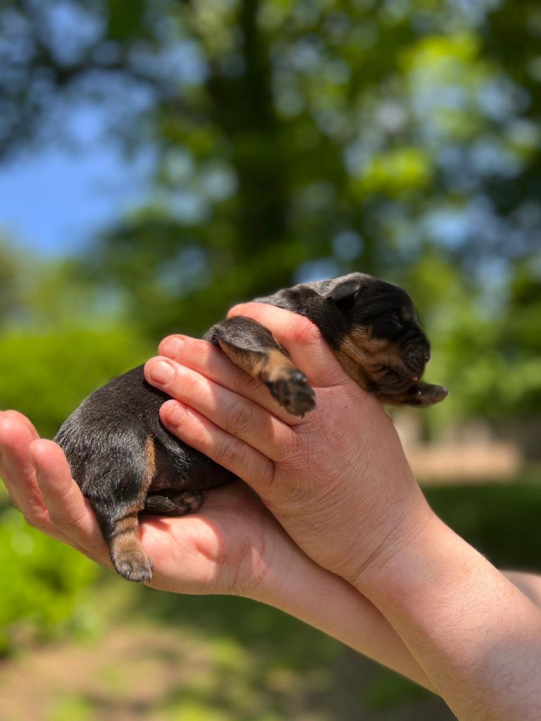 Des Princes De L'albinol - Chiots disponibles - Rottweiler