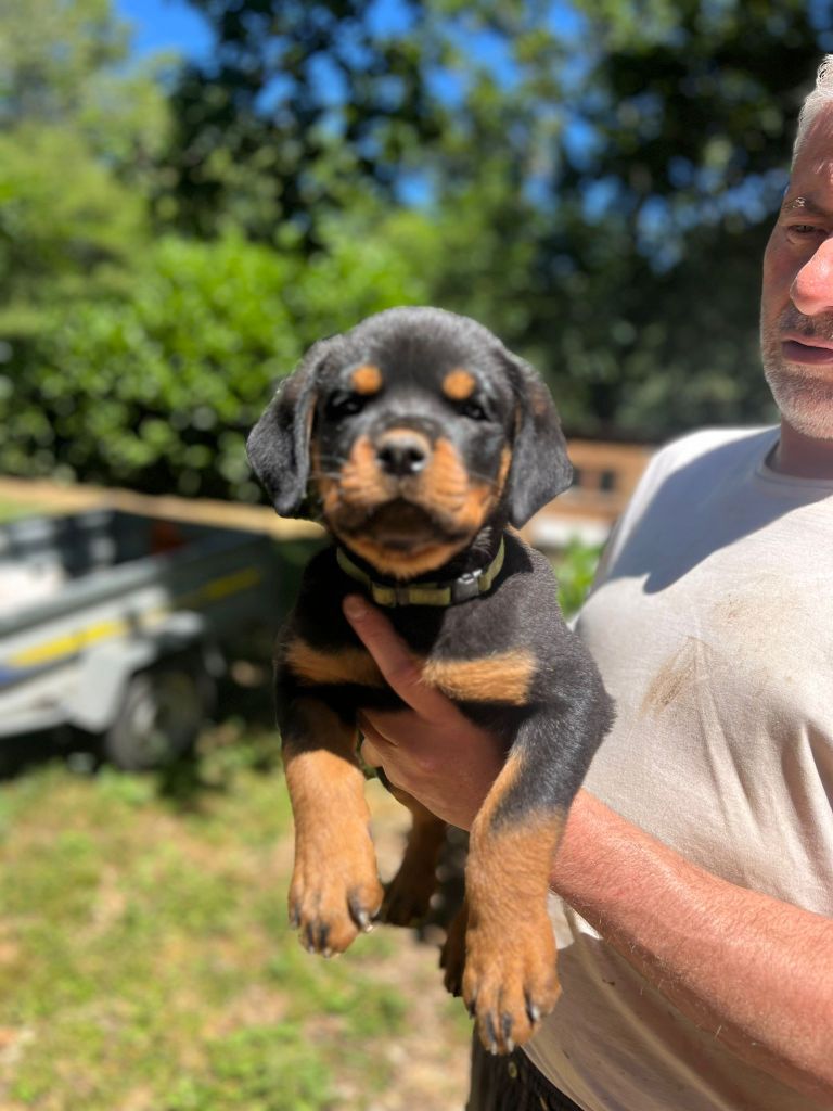 Des Princes De L'albinol - Chiots disponibles - Rottweiler