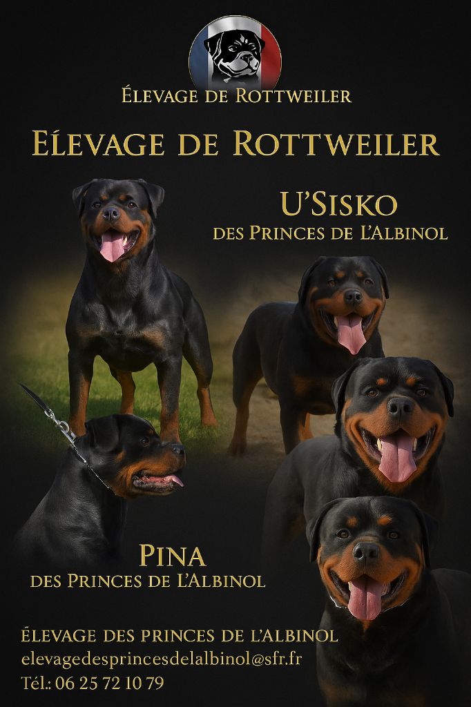 Chiot Rottweiler Des Princes De L'albinol
