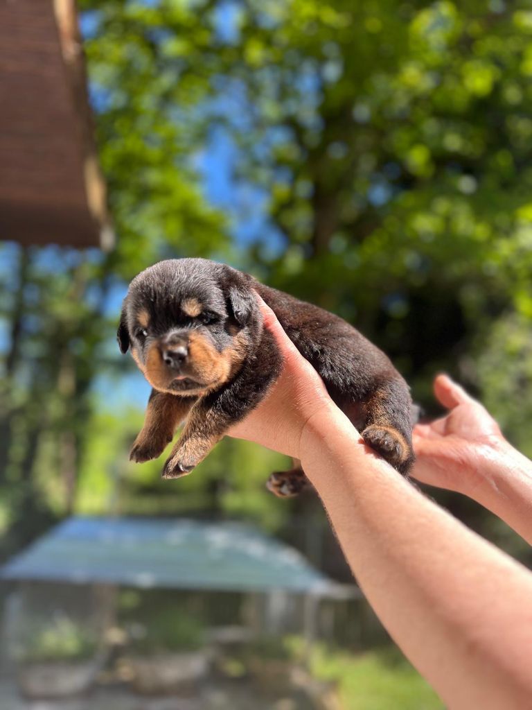 Des Princes De L'albinol - Chiots disponibles - Rottweiler