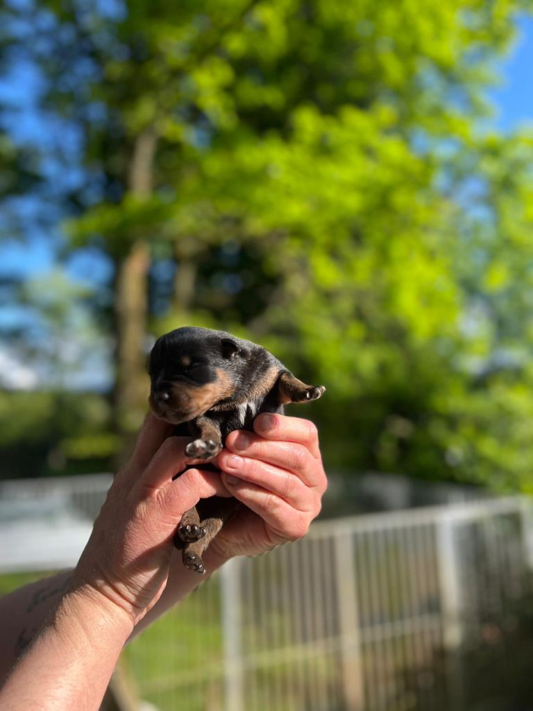 Des Princes De L'albinol - Chiots disponibles - Rottweiler
