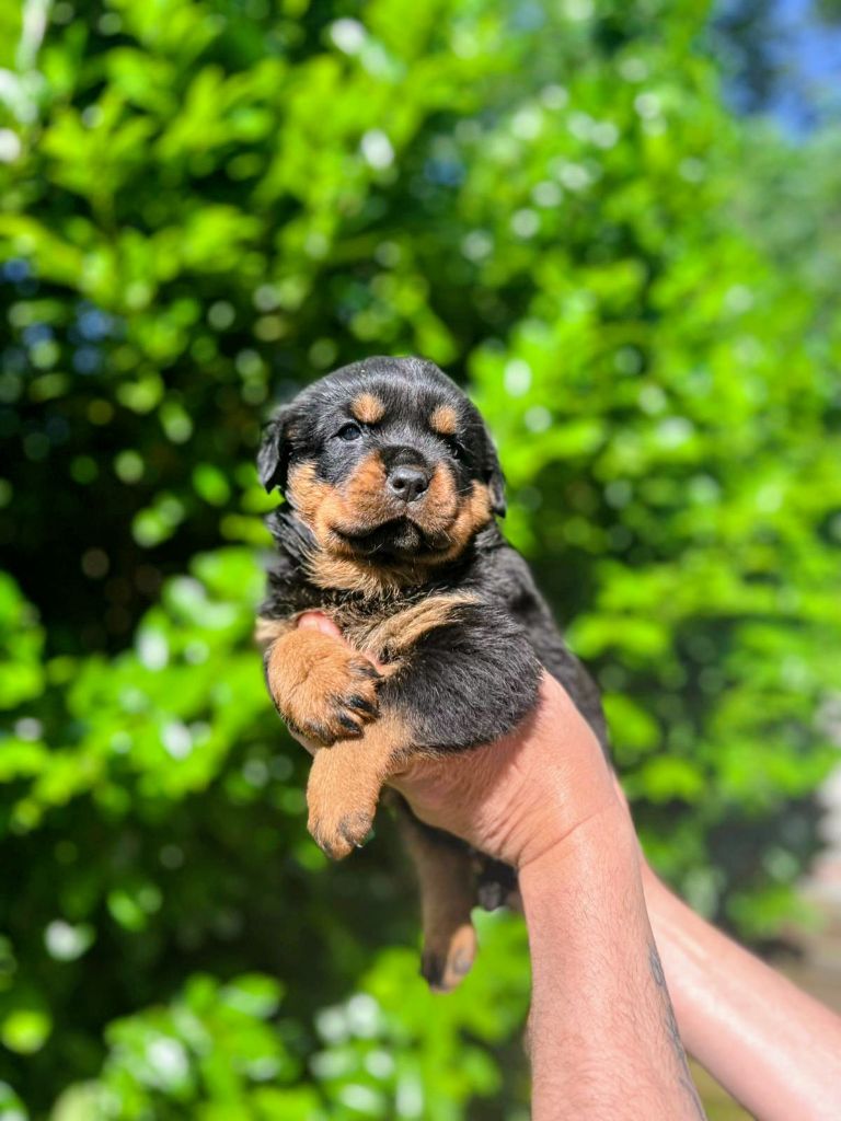 Des Princes De L'albinol - Chiots disponibles - Rottweiler