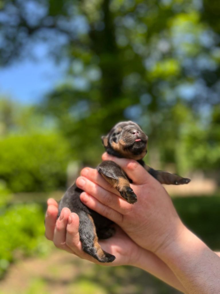 Des Princes De L'albinol - Chiots disponibles - Rottweiler