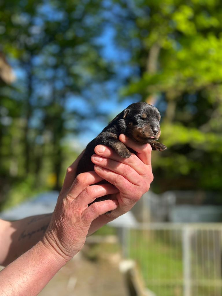 Des Princes De L'albinol - Chiots disponibles - Rottweiler