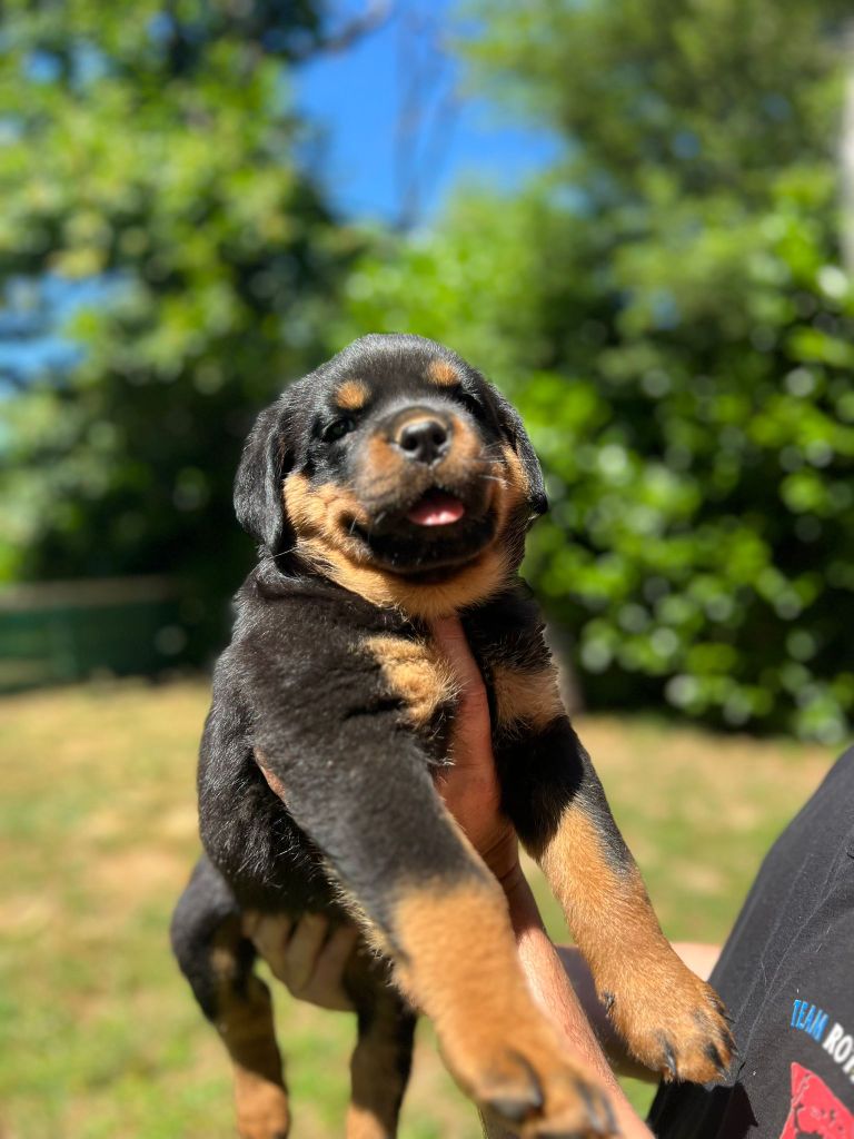 Des Princes De L'albinol - Chiots disponibles - Rottweiler