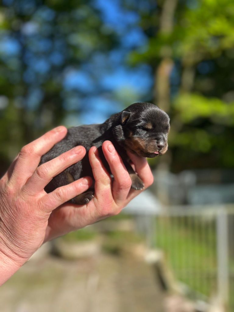 Des Princes De L'albinol - Chiots disponibles - Rottweiler