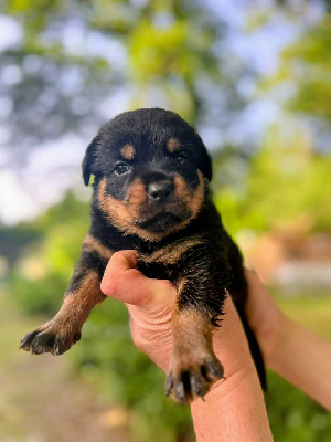 CHIOT