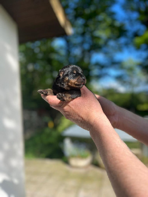 CHIOT 6