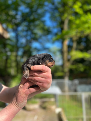CHIOT 7