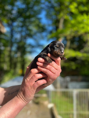 CHIOT 3