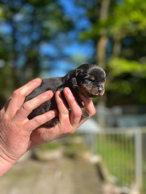 CHIOT 2