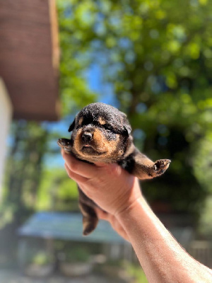 CHIOT 5