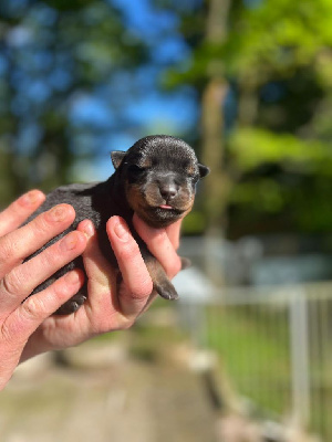 CHIOT 1
