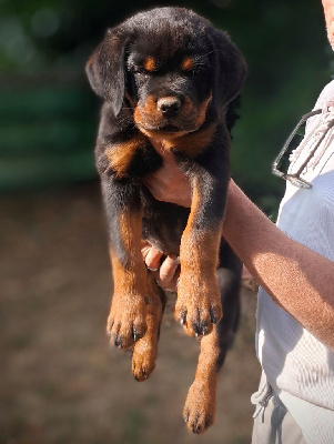 CHIOT