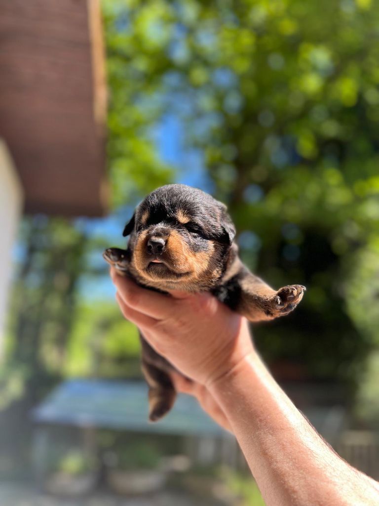 Des Princes De L'albinol - Chiots disponibles - Rottweiler