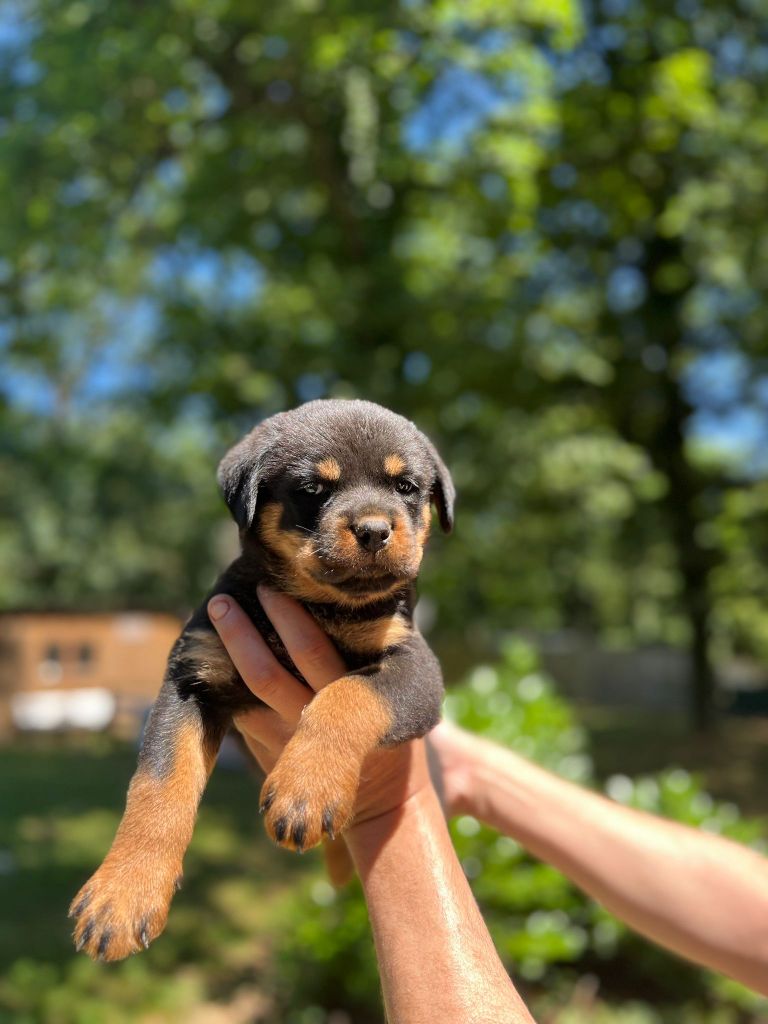 Des Princes De L'albinol - Chiots disponibles - Rottweiler