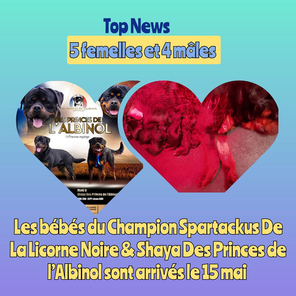 Des Princes De L'albinol - Rottweiler - Portée née le 15/05/2025