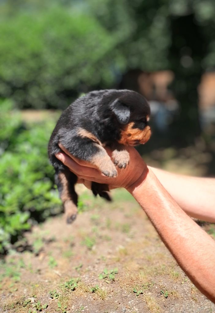Des Princes De L'albinol - Chiots disponibles - Rottweiler