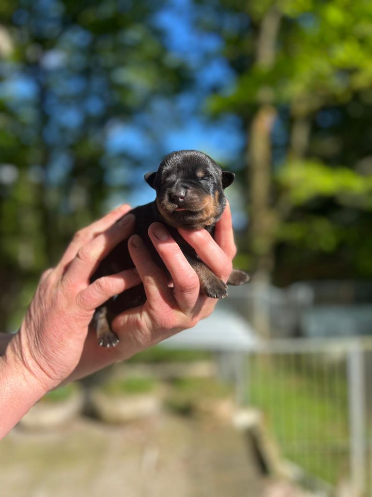 Des Princes De L'albinol - Chiots disponibles - Rottweiler