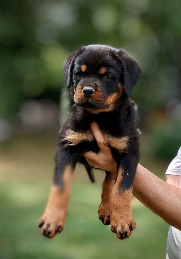 Des Princes De L'albinol - Chiots disponibles - Rottweiler