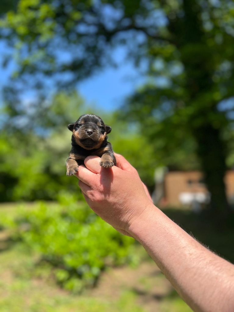 Des Princes De L'albinol - Chiots disponibles - Rottweiler