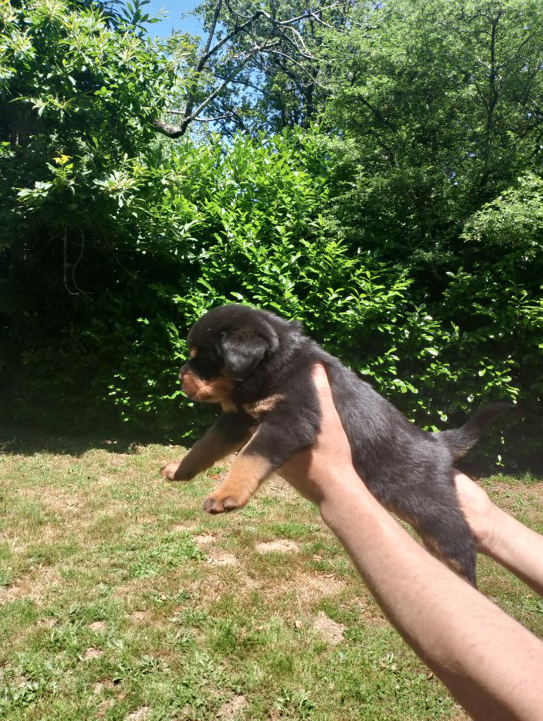 Des Princes De L'albinol - Chiots disponibles - Rottweiler