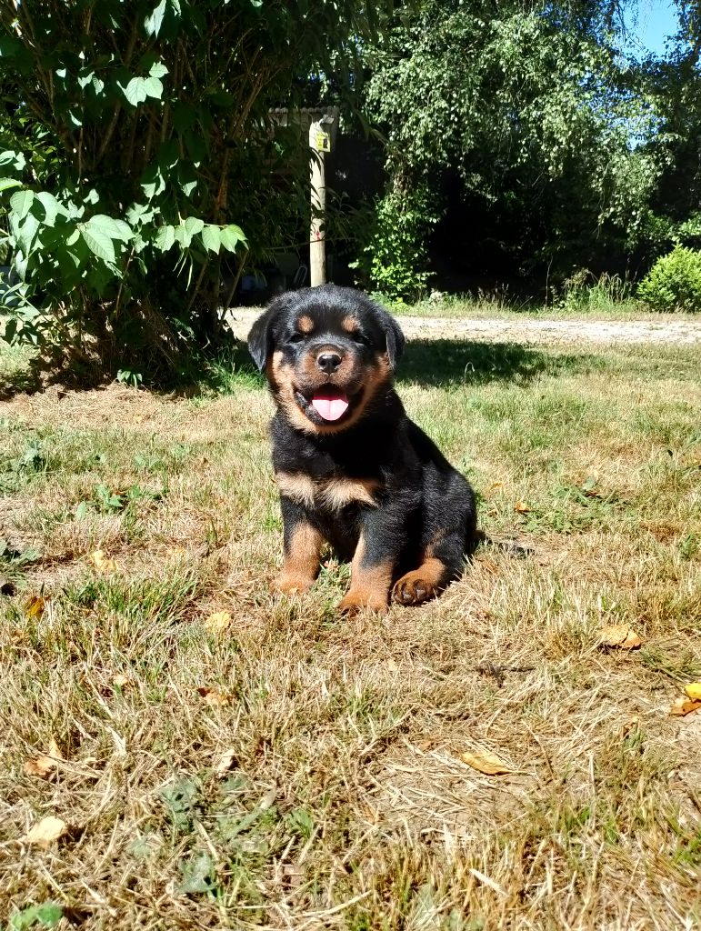 Des Princes De L'albinol - Chiots disponibles - Rottweiler