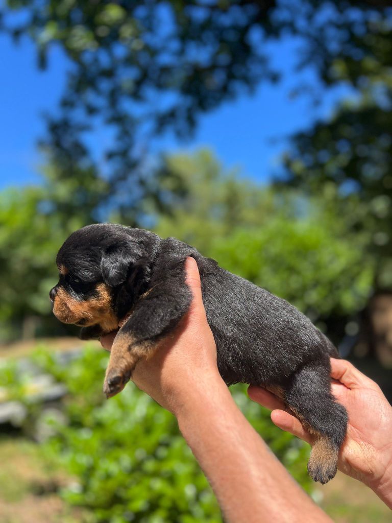 Des Princes De L'albinol - Chiots disponibles - Rottweiler