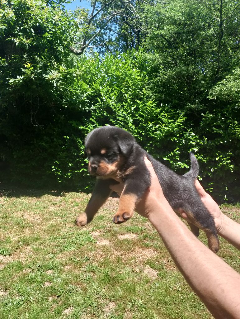 Des Princes De L'albinol - Chiots disponibles - Rottweiler