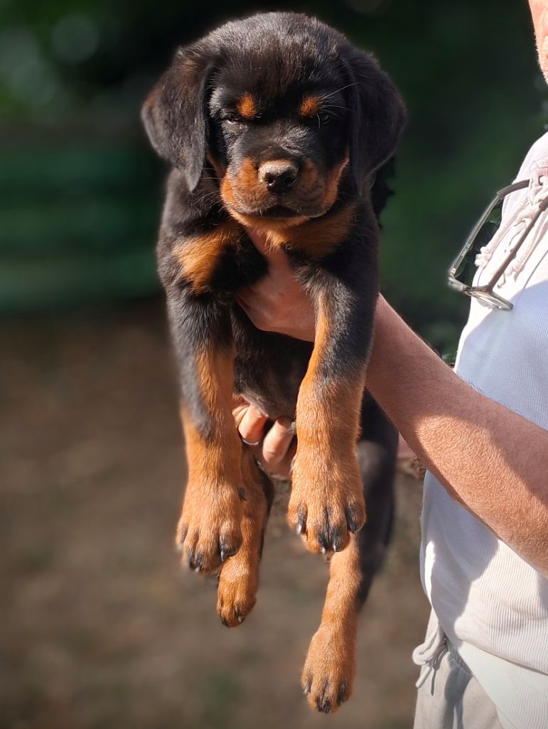 Des Princes De L'albinol - Chiots disponibles - Rottweiler