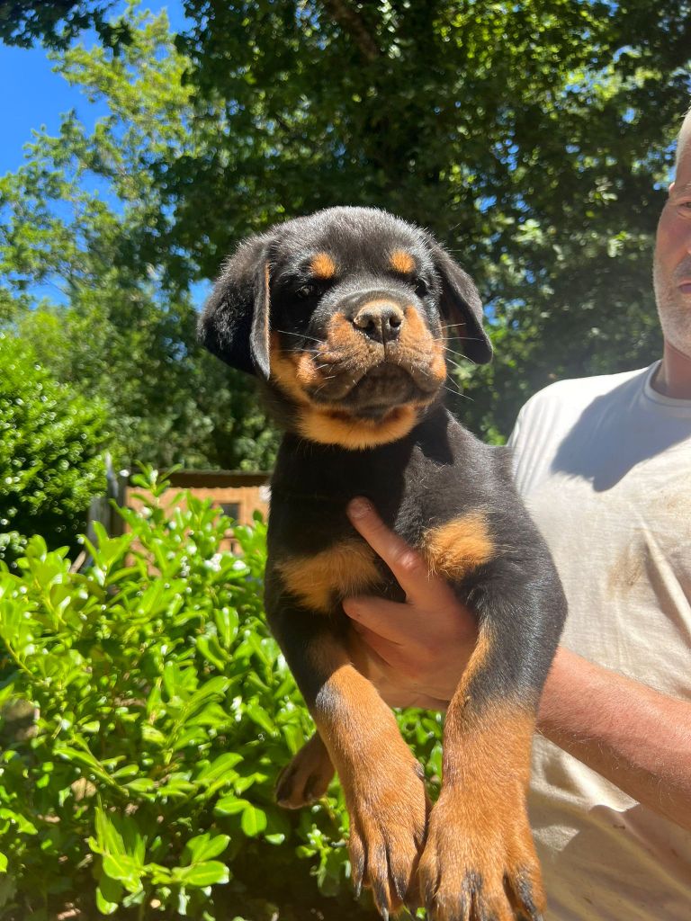 Des Princes De L'albinol - Chiots disponibles - Rottweiler