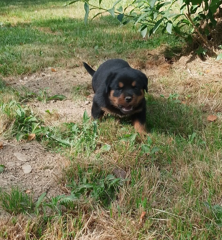 Des Princes De L'albinol - Chiots disponibles - Rottweiler
